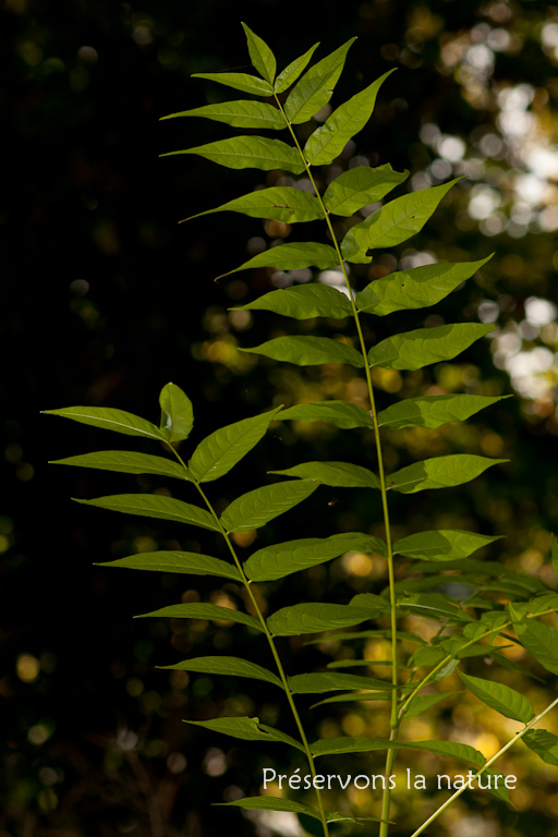 Ailanthus altissima, Simaroubaceae 