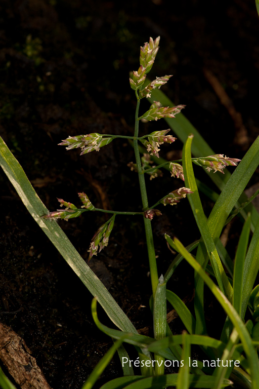 Poa annua, Poaceae 