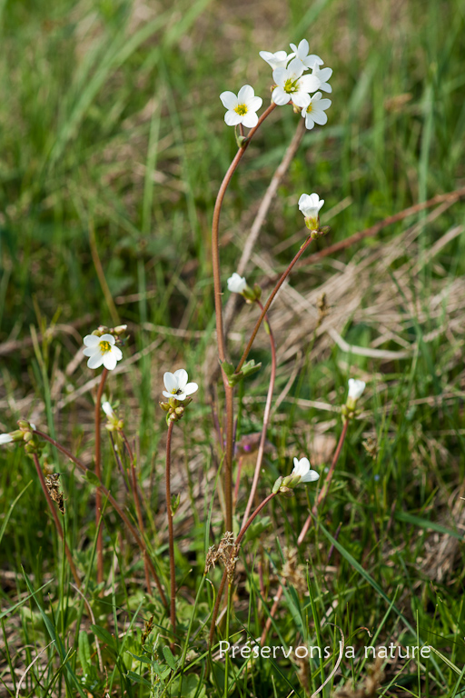 Saxifraga granulata, Saxifragaceae 