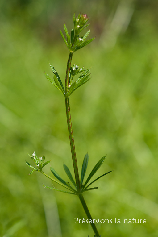 Galium aparine, Rubiaceae 