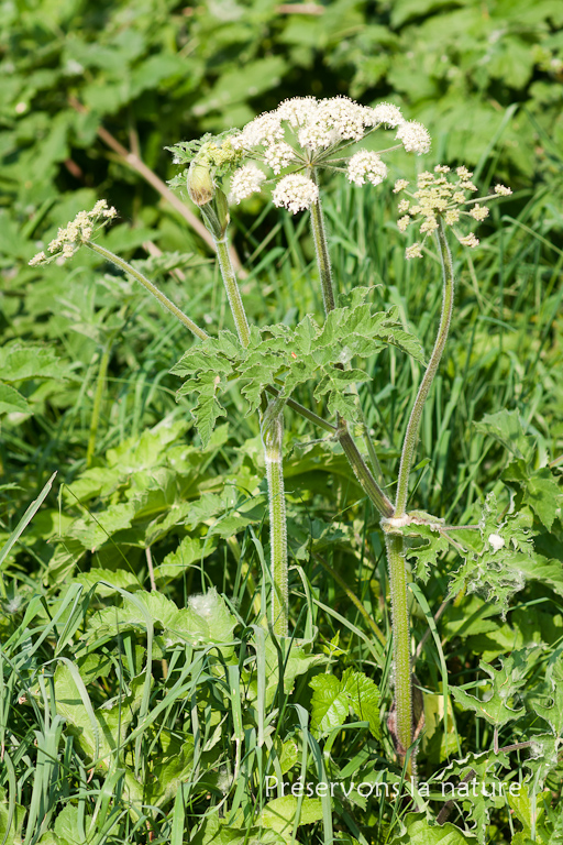 Apiaceae, Heracleum spondylium 