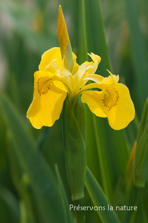 Iridaceae, Iris pseudacorus 