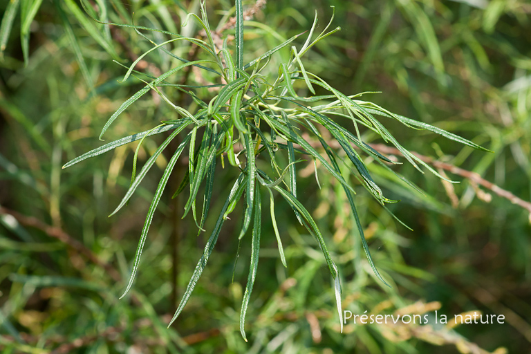 Salicaceae, Salix viminalis 
