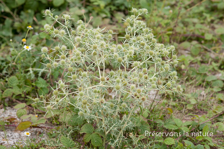 Apiaceae, Eryngium campestre 