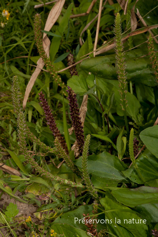 Plantaginaceae, Plantago major 
