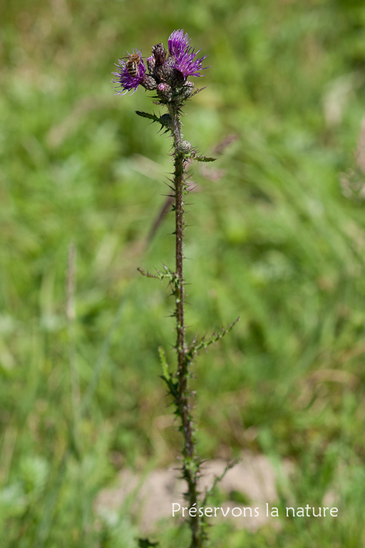 Asteraceae, Cirsium palustre 
