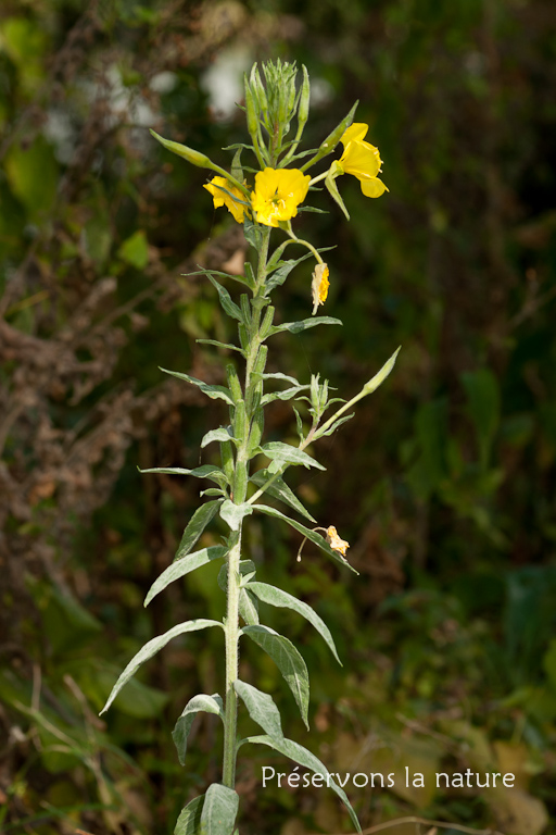 Oenothera biennis, Onagraceae 