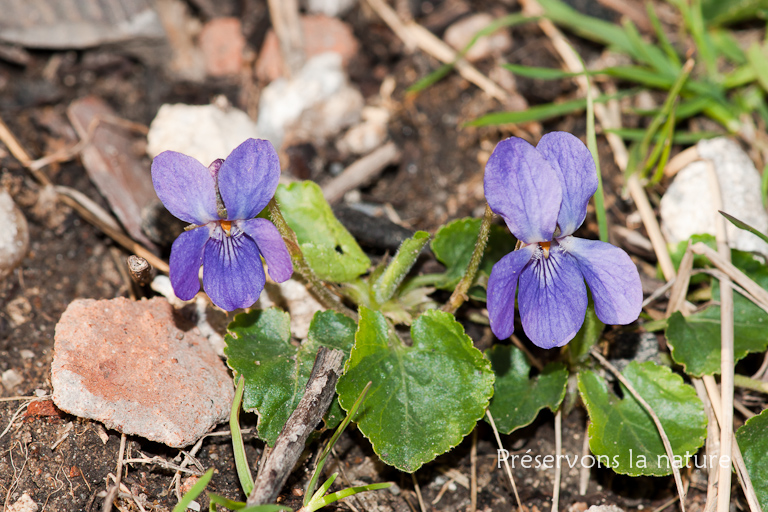 Viola odorata, Violaceae 