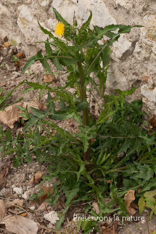 Asteraceae, Sonchus asper 