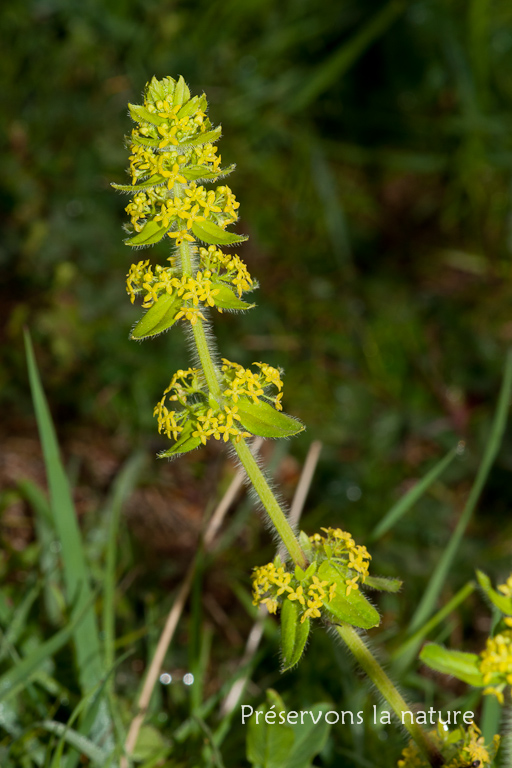 Cruciata laevipes, Rubiaceae 