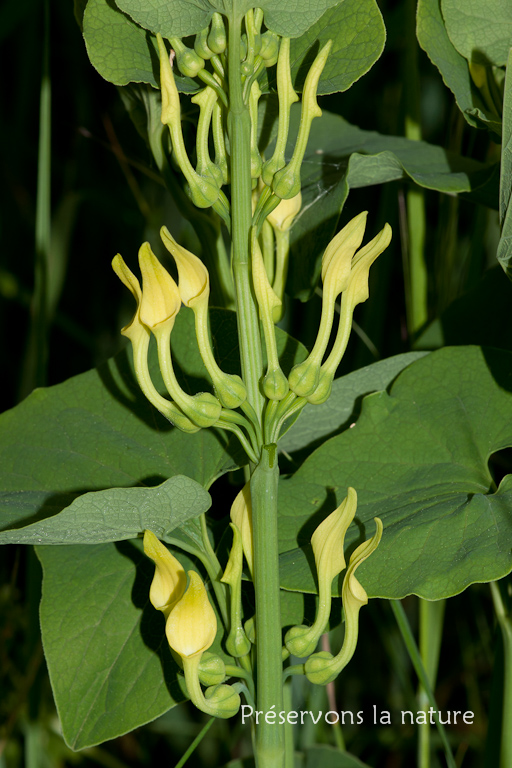 Aristolochia clematitis, Aristolochiaceae 