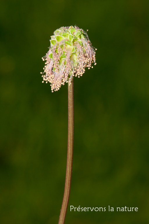 Rosaceae, Sanguisorba minor 