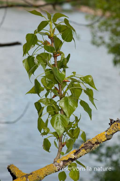 Populus nigra, Salicaceae 