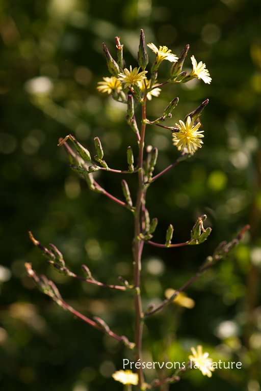 Asteraceae, Lactuca serriola 