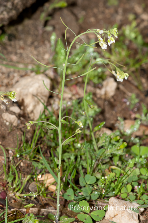 Arabidopsis thaliana, Brassicaceae 