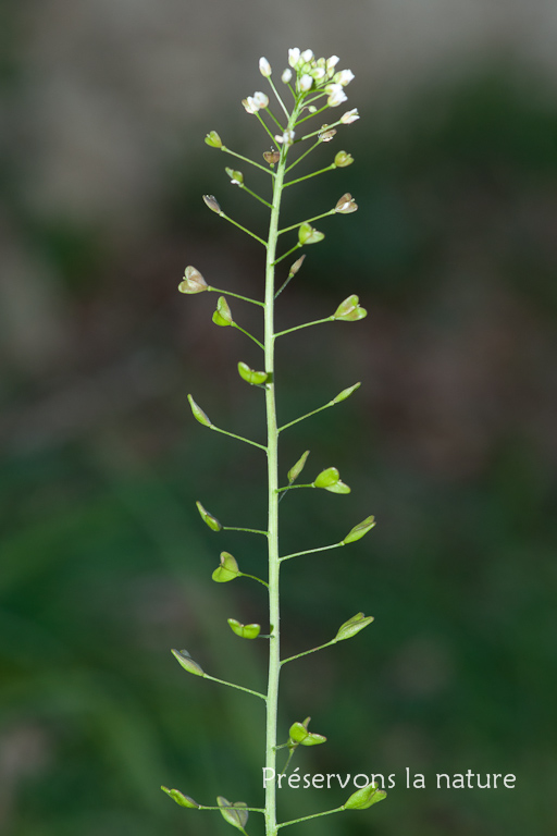 Brassicaceae, Capsella bursa-pastoris 