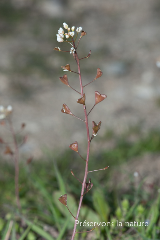 Brassicaceae, Capsella rubella 