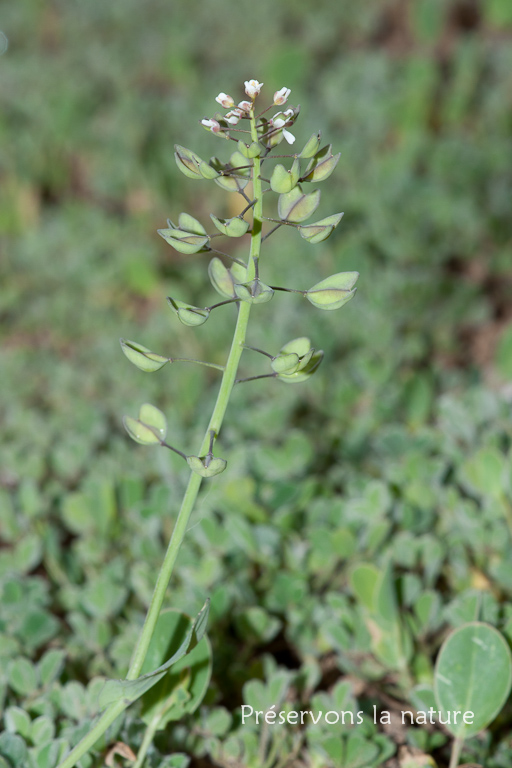 Brassicaceae, Kandis perfoliata 