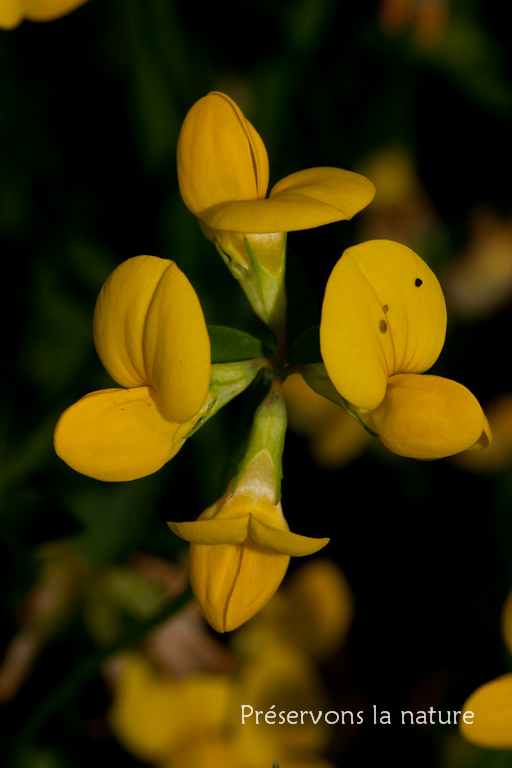 Fabaceae, Lotus corniculatus 