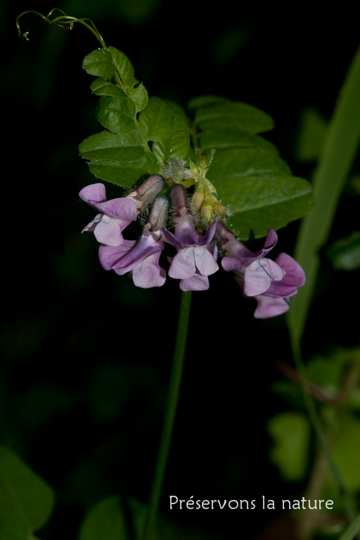 Fabaceae, Vicia sepium 