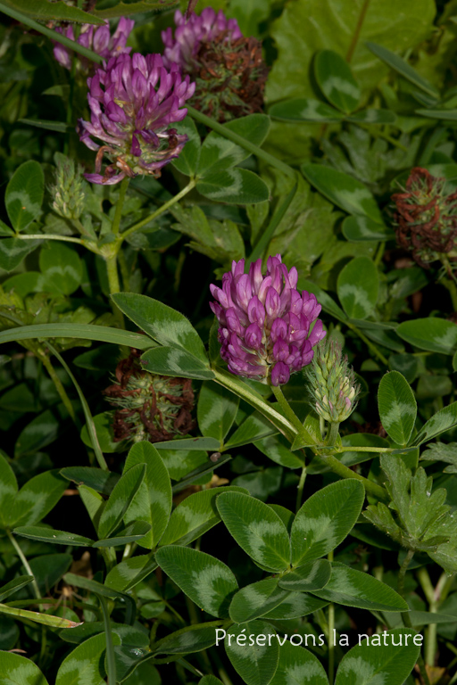Fabaceae, Trifolium pratense 