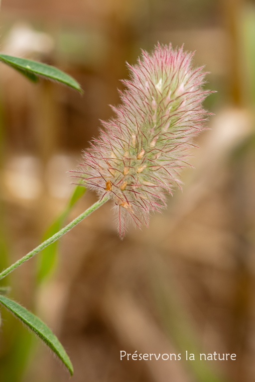 Fabaceae, Trifolium arvense 