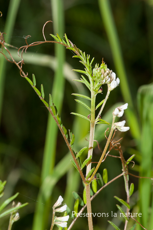 Fabaceae, Vicia hirsuta 