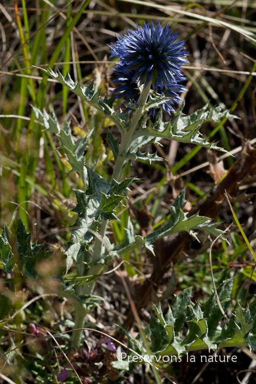 Asteraceae, Echinops ritro L. 