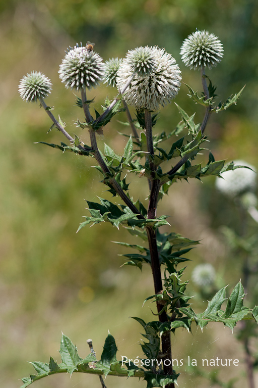 Asteraceae, Echinops sphaerocephalus L. 