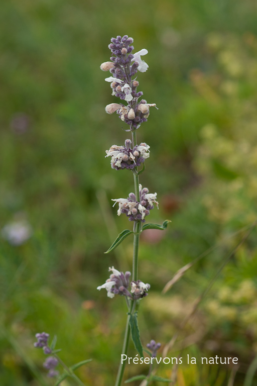 Lamiaceae, Nepeta nepetella L. 