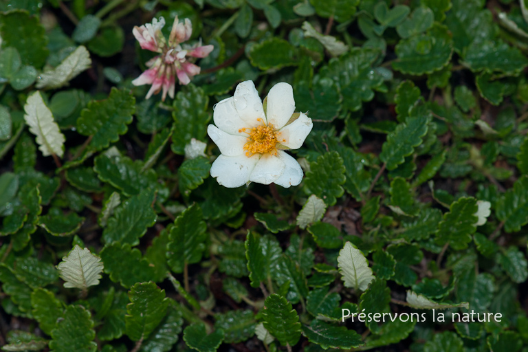 Dryas octopetala L., Rosaceae 