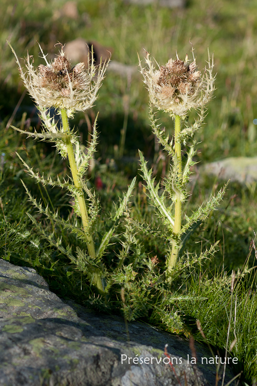 Asteraceae, Cirsium spinosissimum (L.) Scop. 