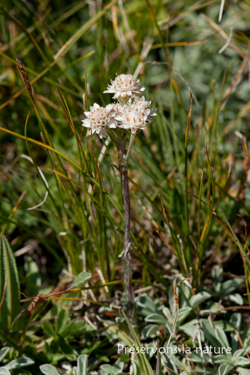 Antennaria carpatica (Wahlenb.) Bluff & Fingerh., Asteraceae 