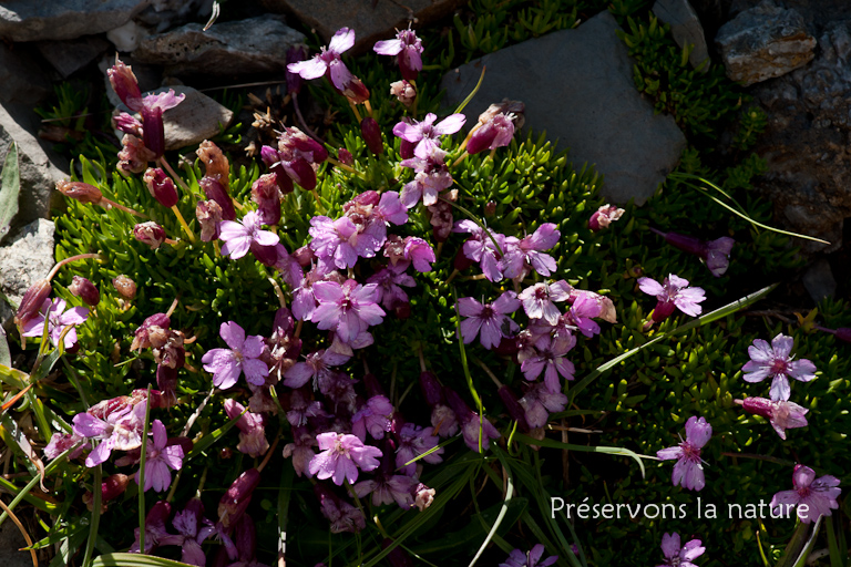 Caryophyllaceae, Silene acaulis subsp. longiscapa Vierh. 