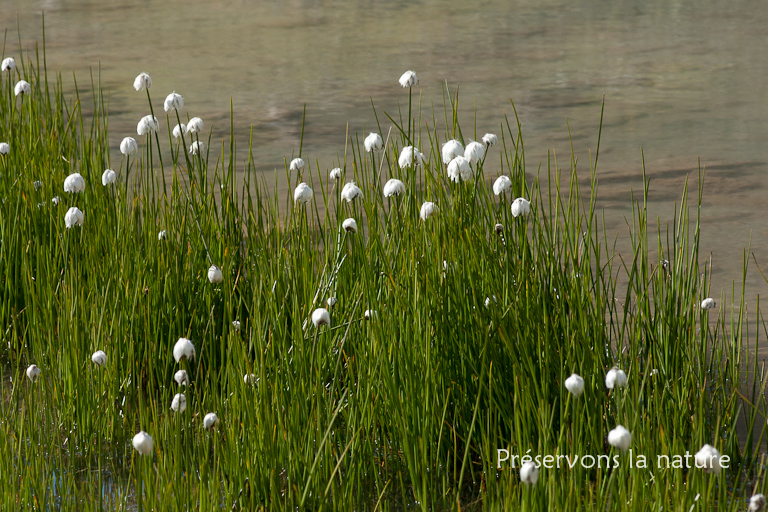 Cyperaceae, Eriophorum scheuchzeri Hoppe 