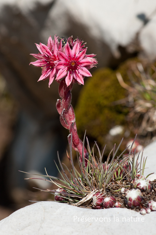 Crassulaceae, Sempervivum arachnoideum L. 