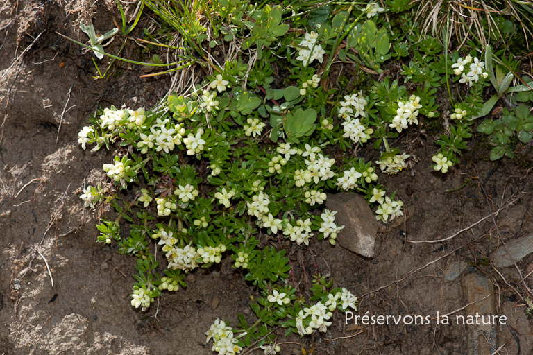 Galium megalospermum All., Rubiaceae 