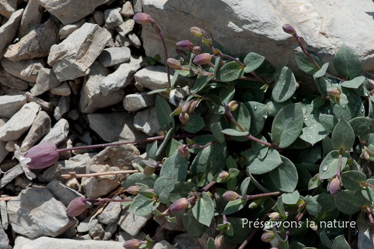 Caryophyllaceae, Silene vulgaris subsp. prostrata (Gaudin) Schinz & Thell. 