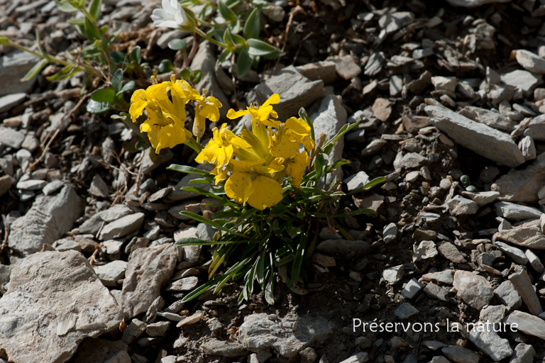 Brassicaceae, Erysimum ochroleucum (Schleich.) DC. 