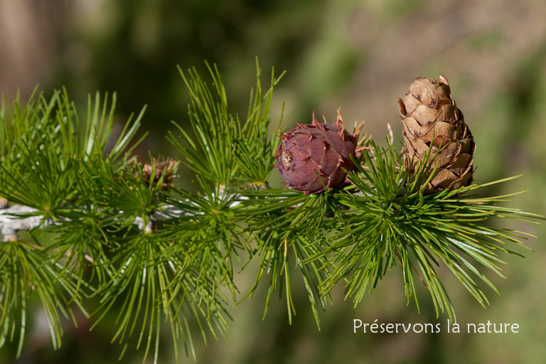 Larix decidua Mill., Pinaceae 