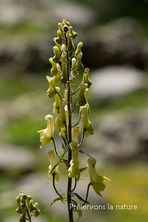 Aconitum lycoctonum subsp. neapolitanum (Ten.) Nyman, Ranunculaceae 