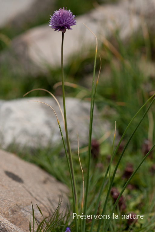 Alliaceae, Allium schoenoprasum L. 