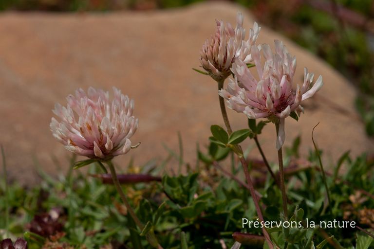 Fabaceae, Trifolium pallescens Schreb. 