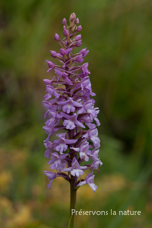 Gymnadenia conopsea (L.) R.Br., Orchidaceae 