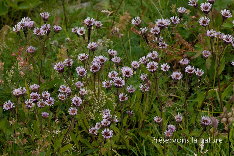 Asteraceae, Erigeron alpinus L. 