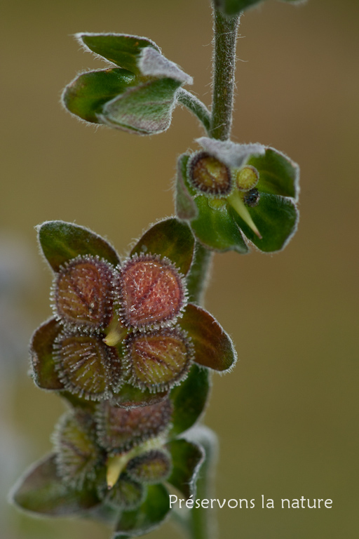 Boraginaceae, Cynoglossum officinale L. 