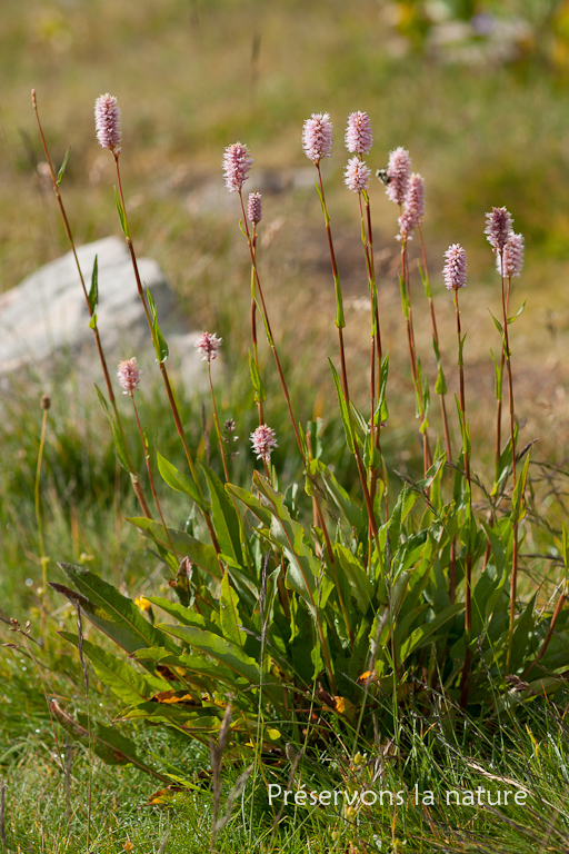 Persicaria bistorta (L.) Samp., Polyganaceae 