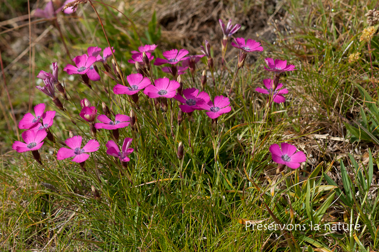 Caryophyllaceae, Dianthus pavonius Tausch 