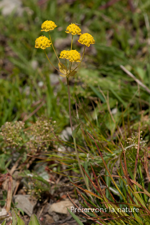 Apiaceae, Bupleurum ranunculoides L. subsp. ranunculoides 