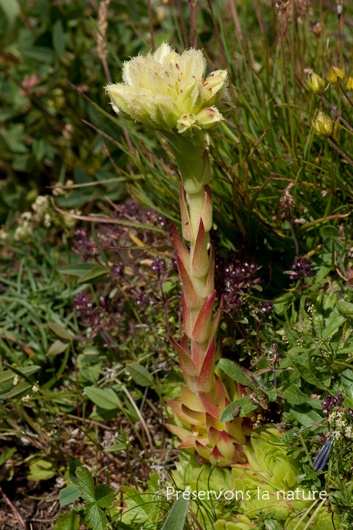 Crassulaceae, Sempervivum globiferum subsp. allionii (Jord. & Fourr.) 't Hart & Bleij 